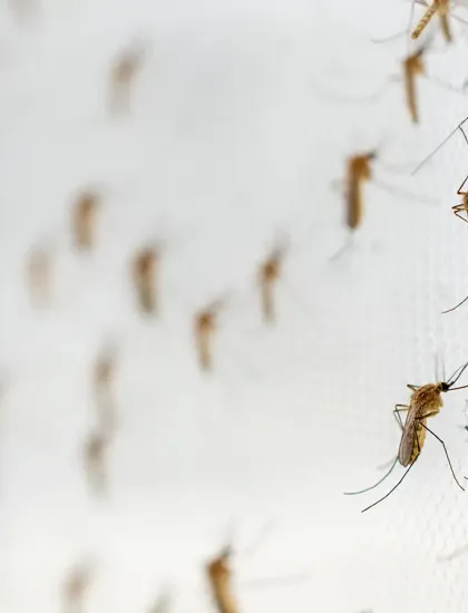 mosquito swarm with white background