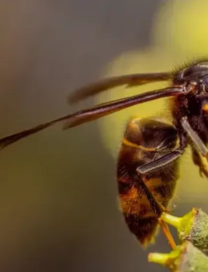 asian hornet on a flower