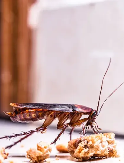 cockroach in kitchen